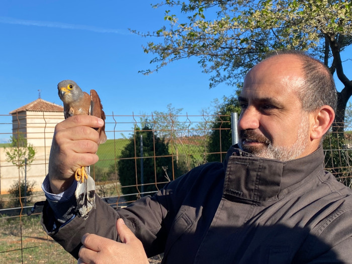 Pablo Lemona, técnico de Prevención, Medio Ambiente y Calidad de Iberdrola, libera uno de los ejemplares equipados con un emisor GPS.
