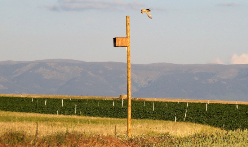 Caja nido para cernícalo vulgar instalada por GREFA en la provincia de Segovia para el control biológico del topillo.