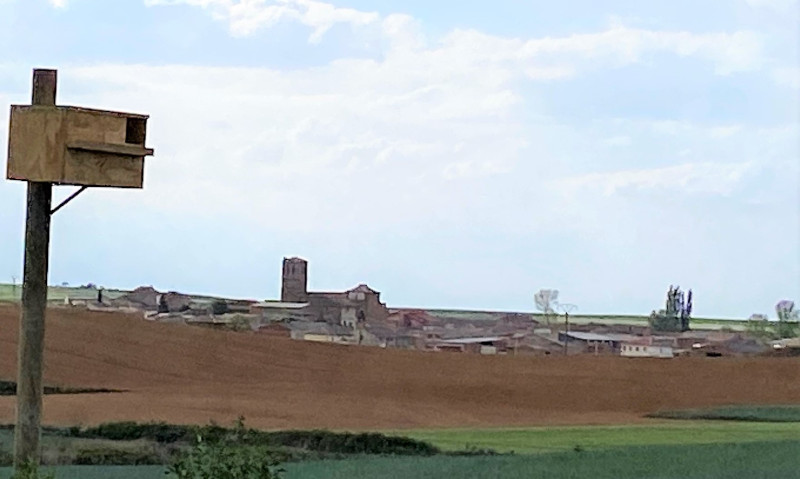 Caja nido para lechuza común colocada por GREFA en el municipio leonés de Escobar de Campos.