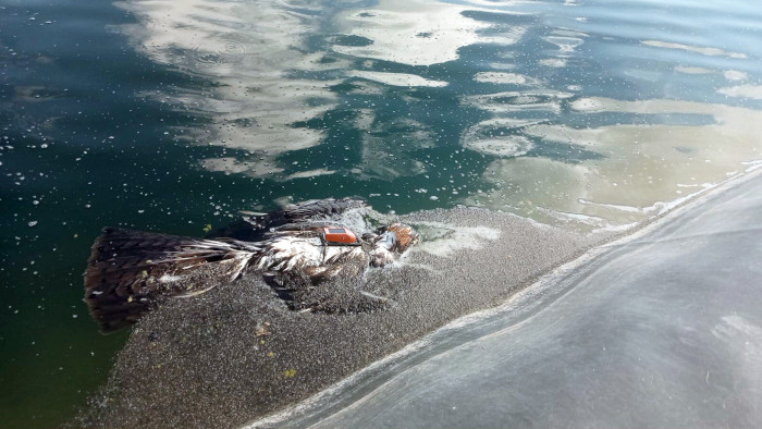 Águila de Bonelli con su emisor GPS visible tal y como se encontró el pasado 3 de octubre en una balsa de riego de la Región de Murcia. Foto: Mario León.