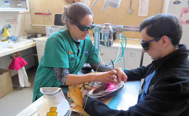 Veterinarios de GREFA aplican laserterapia a uno de los ratoneros electrocutados.