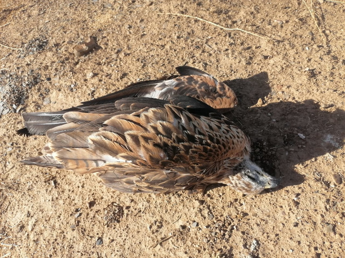 "Cruz" yace en el suelo tras morir electrocutado en Azrú (Marruecos).