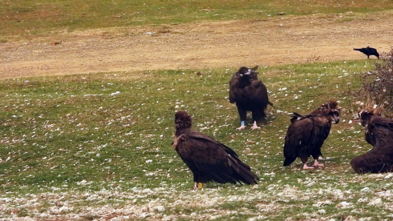 El pollo de buitre negro "Gaia" (con anilla azul), tras abandonar el nido, en un punto de alimentación del sector riojano de la Sierra de la Demanda. Foto: Juan Ignacio Ibáñez.