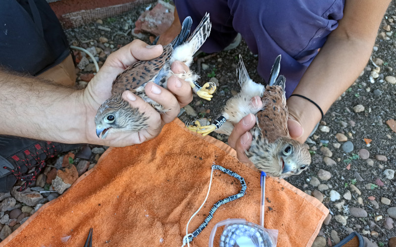 Dos de los pollos de cernícalo primilla anillados en el silo de Santa Marta de los Barros (Badajoz) en 2023.