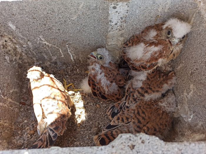 Pollos dentro del nido en el silo de Abertura (Cáceres) antes de ser anillados.