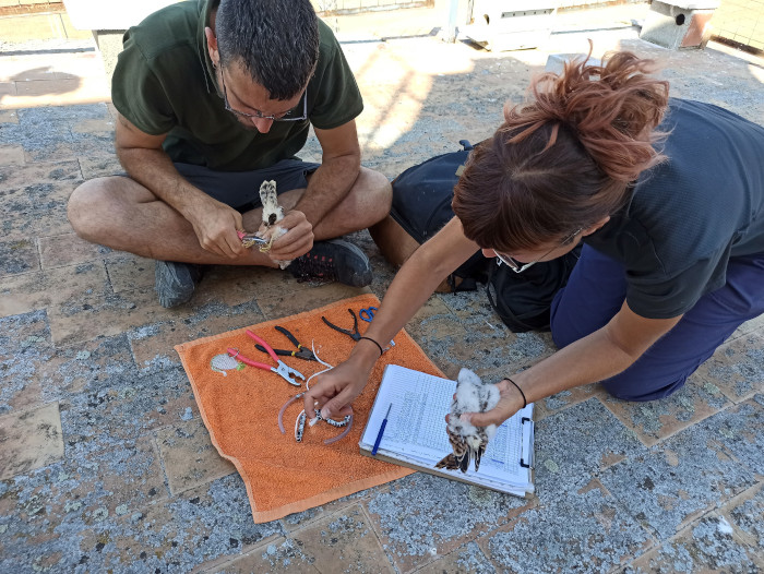 Momento del anillamiento de dos pollos de cernícalo primilla en el silo de Abertura.