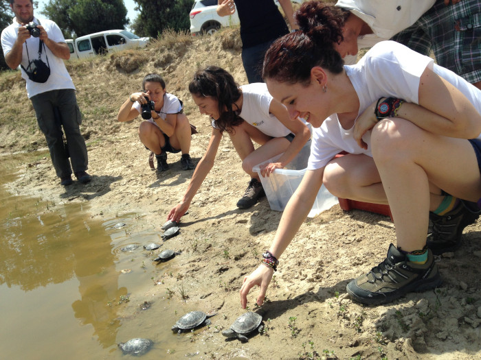 Varias voluntarias de GREFA liberan galápagos europeos (especie amenazada).