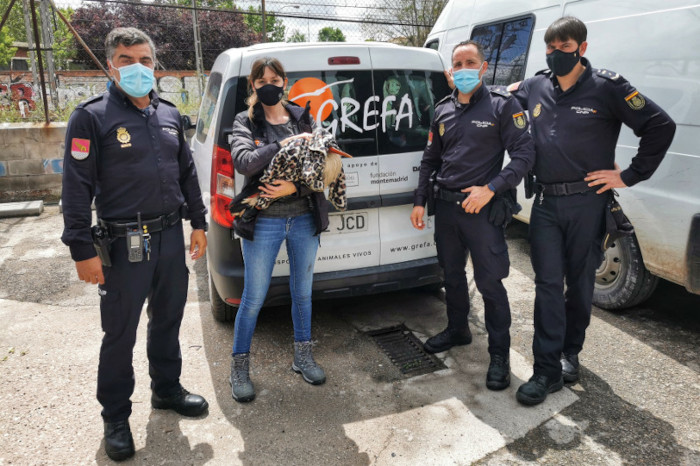 El Equipo de Rescate de GREFA junto a la Policía de Alcalá de Henares (Madrid) tras una intervención con una cigüeña herida.