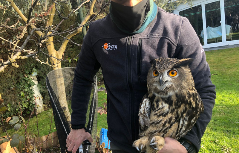 Un miembro del Equipo de Rescate de GREFA con un búho real recién ingresado en nuestro centro.