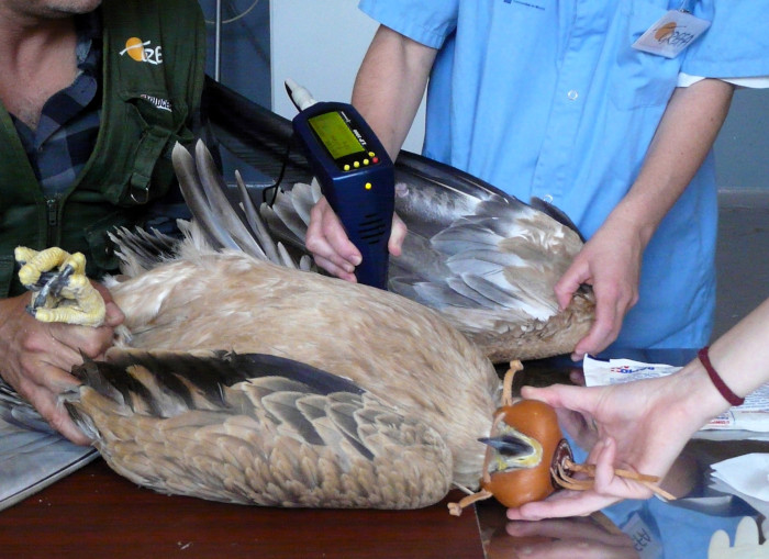 "Susana" durante el tratamiento de fisioterapia al que fue sometida durante su estancia en el Hospital de Fauna Salvaje de GREFA.