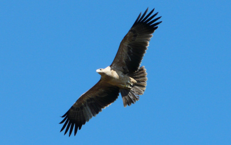 El águila imperial "Susana"en vuelo tras su liberación en 2009, cuando aún no había adquirido el plumaje típico de los ejemplares adultos de esta especie.