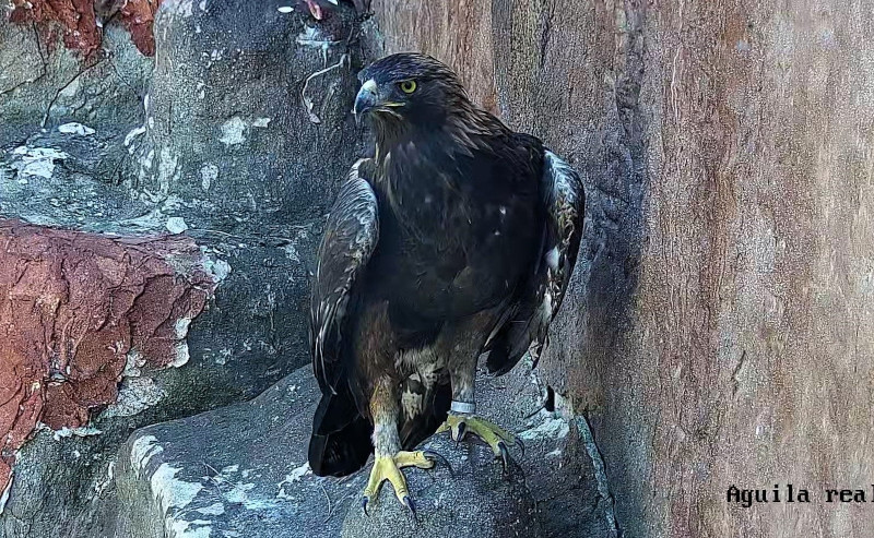 Águila real en las instalaciones de GREFA en Majadahonda (Madrid).