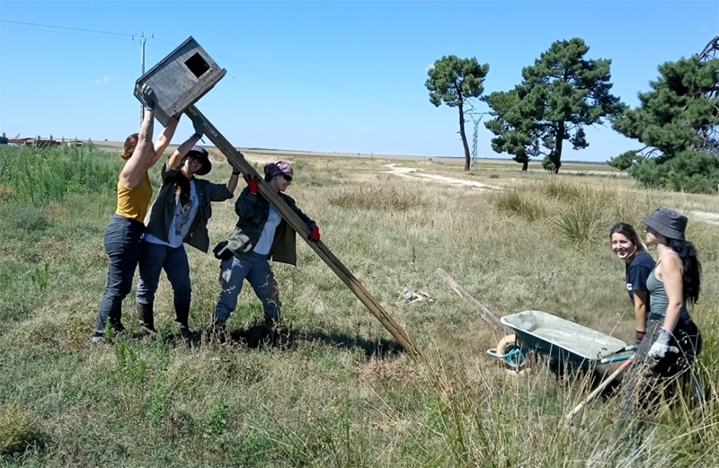 Momento de la instalación de un poste con una caja nido para lechuza en la provincia de Segovia.