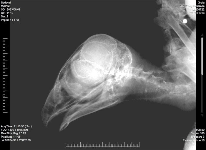 Radiografía de la segunda águila calzada ingresada en la que se puede apreciar en la parte superior derecha un perdigón.