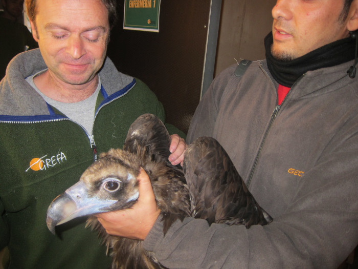 El buitre negro "Modesto", tras ser operado de cataratas, durante su estancia en el Hospital de Fauna Salvaje de GREFA.