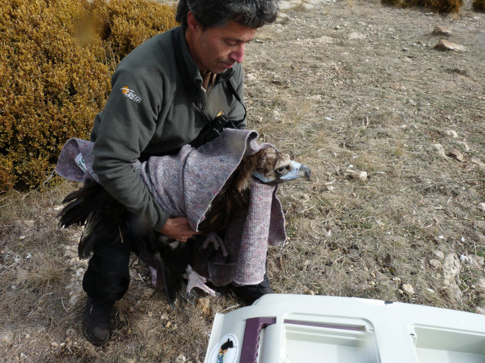 Traslado de "Modesto" a la reserva de Boumort (Lleida), en el Pirineo catalán, para su liberación. 