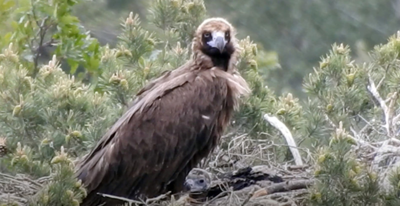 Pollo de buitre negro nacido en 2023 en el sector burgalés de la Sierra de la Demanda en compañía de uno de sus progenitores.