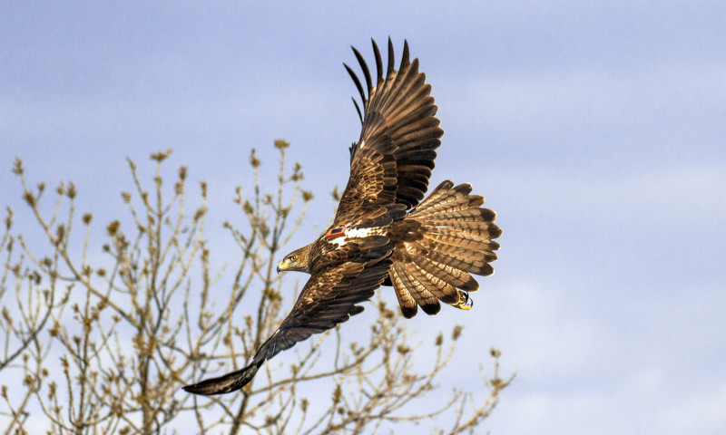 Águila de Bonelli o perdicera con un emisor GPS en su dorso. Foto: Sergio de la Fuente / GREFA.