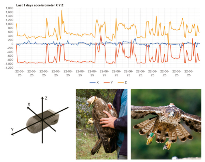En la parte superior de estas figuras que ilustran el artículo de "Ecosistemas" se observa una gráfica obtenida gracias al acelerómetro, que representa los tres ejes espaciales que indican la posición del emisor GPS colocado en un águila de Bonelli, en un periodo de 24 horas.
