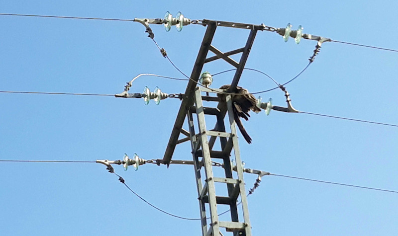 Milano negro electrocutado en la cruceta de un apoyo del tendido eléctrico de Sanchidrián (Ávila) denunciado por GREFA.
