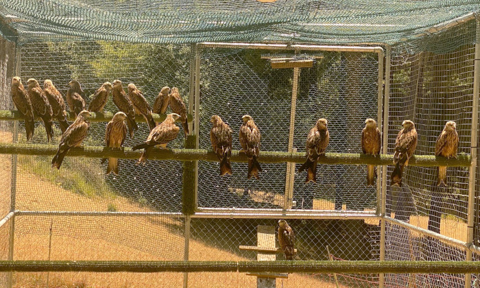 Milanos reales en la instalación de aclimatación de la especie existente en el Parque Natural de Cazorla.