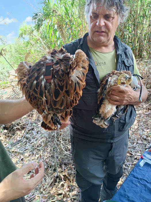 Dos de los pollos nacidos en la provincia de Jaén, con sus emisores ya colocados en el dorso de las aves y a punto de ser devueltos a sus nidos.