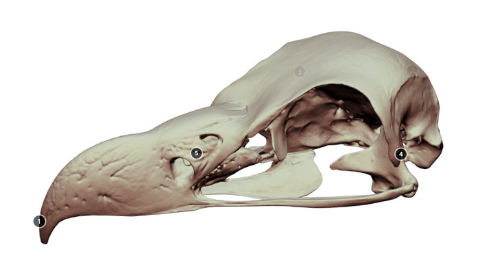 Imagen 3D de un cráneo de buitre negro, realizada por el equipo de la Universidad Complutense de Madrid que ha empezado a colaborar con el Proyecto Pigargo.