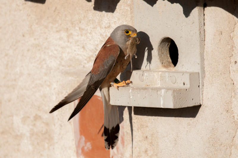 Un macho de cernícalo primilla con una presa se dispone a cebar a sus pollos en un primillar. Foto: Saturnino Casasola.