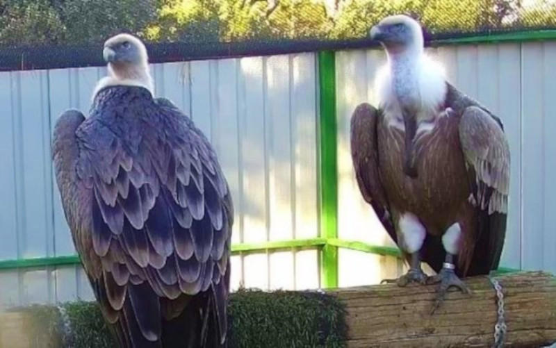 Los buitres leonados “Queen” y “Chulito”, en nuestras instalaciones destinadas a animales irrecuperables.