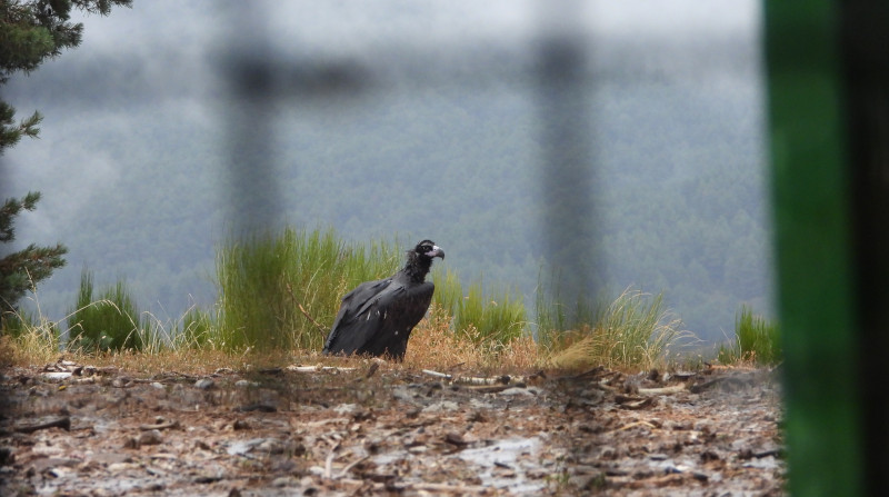 El buitre negro “3CH”, ya en libertad, fotografiado desde el recinto de aclimatación donde ha permanecido varios meses.