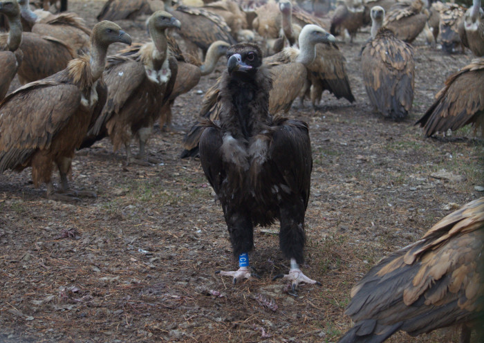 El buitre negro “Gargamela” en el punto de alimentación (PAE) de Huerta de Arriba (Burgos) tras su liberación el pasado 2 de septiembre, Día Internacional de los Buitres.