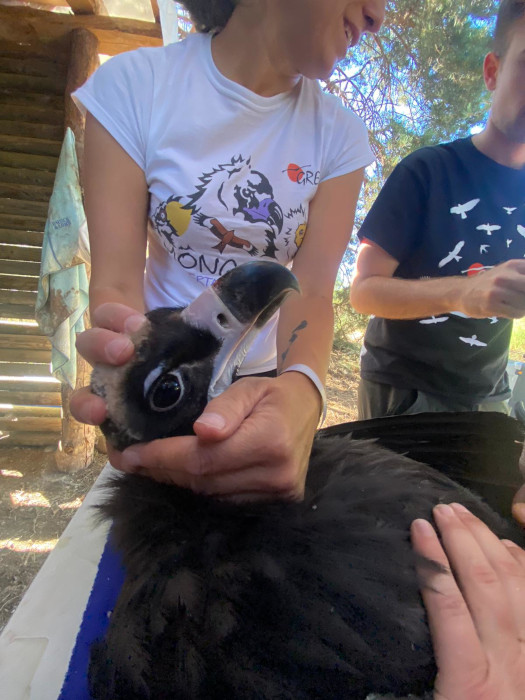 Una veterinaria de GREFA chequea a uno de los buitres negros que fueron marcados con GPS el pasado 19 de agosto en la Sierra de la Demanda.