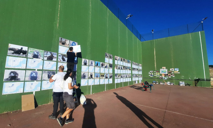 Exposición en la Fiesta del Buitre, con fotos de los buitres negros que han sido liberados en la Sierra de la Demanda y sus desplazamientos. 