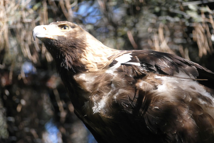 Águila imperial irrecuperable.