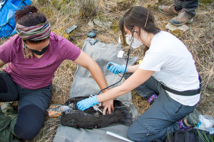 atlantic estepar001Una veterinaria y una técnica de campo examinan a "Estepar" cuando fue rescatada en 2020.