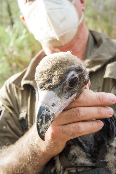 Primer plano de "Estepar" en 2020 cuando aún era un pollo, fotografiada junto a su nido.