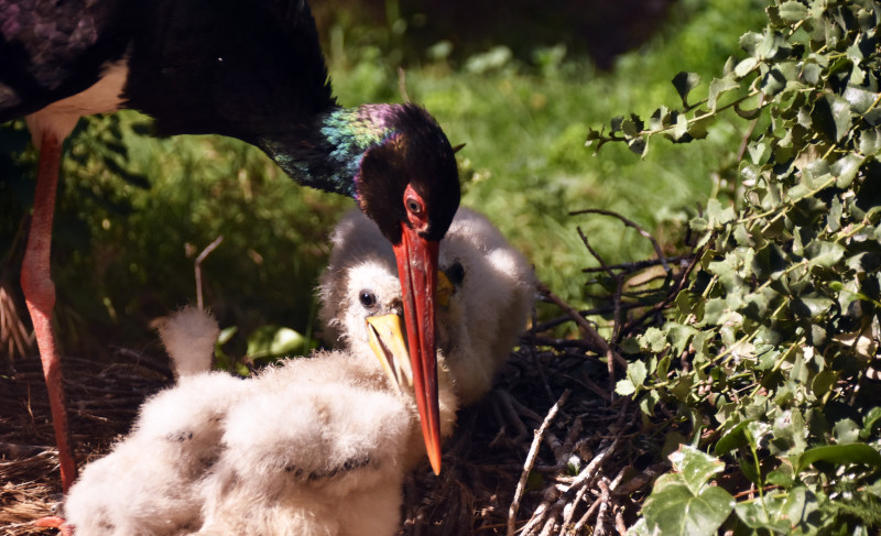 Pollos de cigüeña negra nacidos en GREFA junto con uno de sus progenitores.