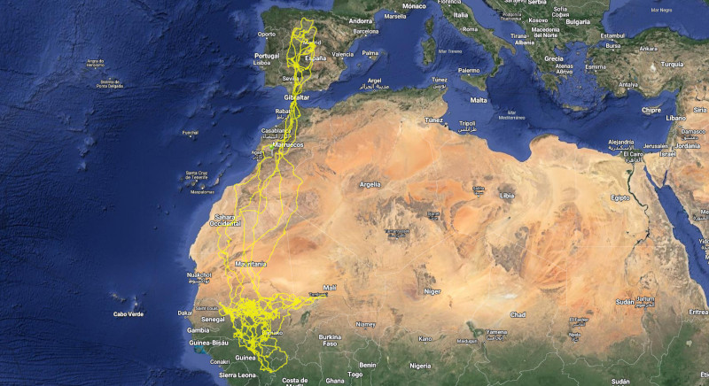 Movimientos del milano negro "Haz" entre España y África registrados gracias al emisor GPS que porta.
