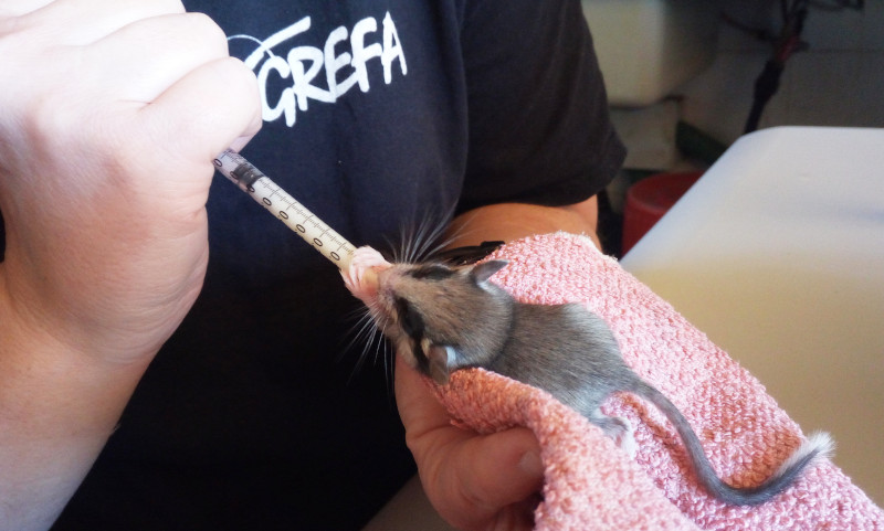 Foto de archivo del momento de la alimentación de una cría de lirón careto en el hospital de fauna de GREFA.