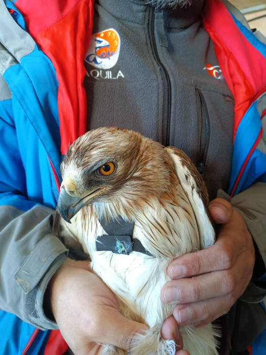 Águila calzada recientemente liberada que pudimos rehabilitar después de que ingresase en GREFA víctima de una electrocución.