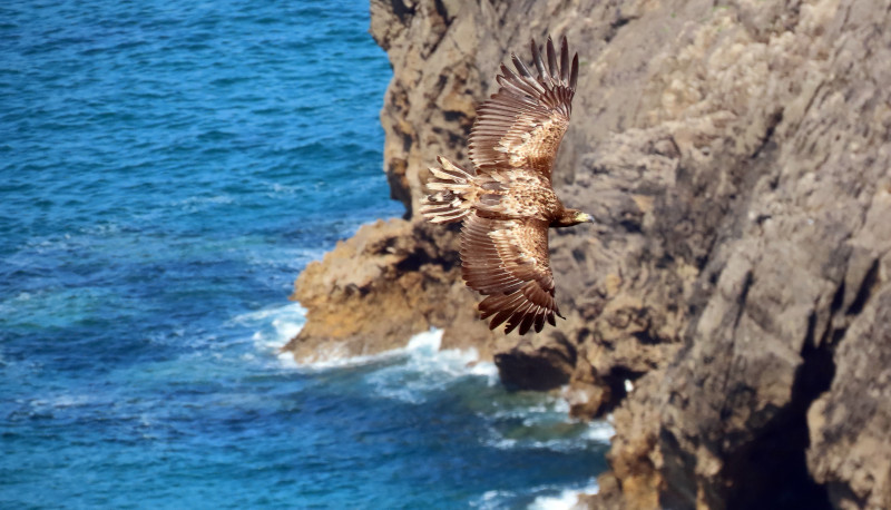 El pigargo europeo "Trasgu" vuela cerca de la ría cántabra de Tina Menor en la primavera de 2023, cuando ya no tenía su emisor GPS. Foto: Enrique Murciano / GREFA.