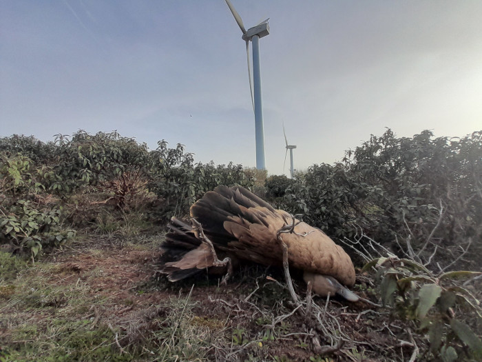 Buitre leonado muerto al pie de los aerogeneradores del mismo parque eólico en el que perdió la vida "Vetton".