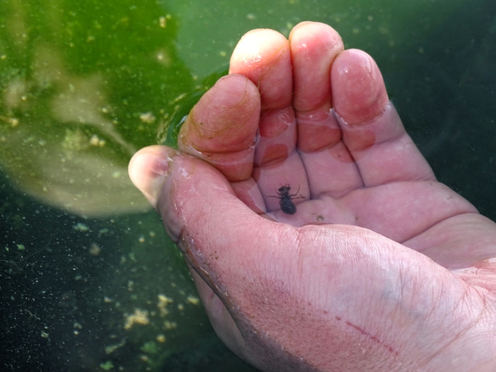 Larva de libélula en una de las charcas que visitaron los voluntarios de GREFA.