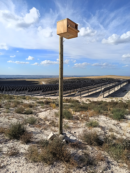 Caja nido instalada por GREFA cerca de una de las plantas solares ubicadas en Belinchón.