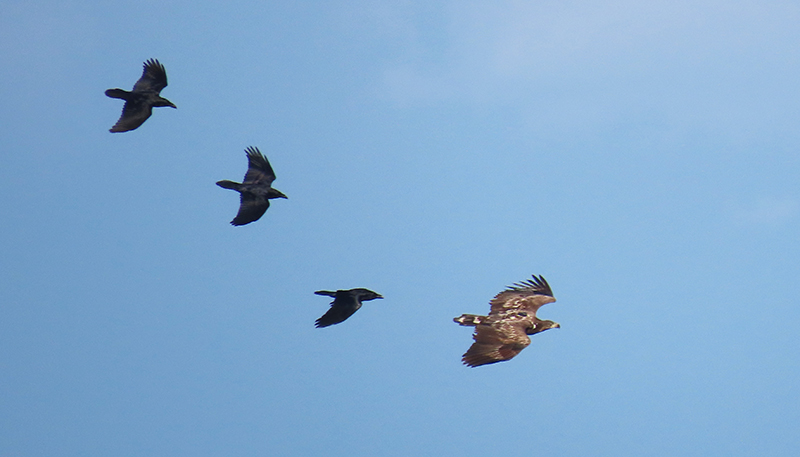 Tres cuervos persiguen a uno de los pigargos europeos liberados por el Proyecto Pigargo.