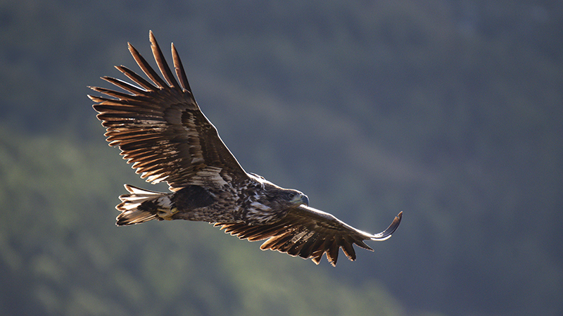 El pigargo europeo "Musgosu", liberado en 2022, sobrevuela la zona de reintroducción en la costa oriental de Asturias. Foto: Enrique Murciano / GREFA.