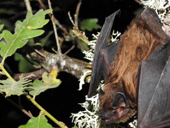 El nóctulo pequeño (Nyctalus leisleri) es una de las especies de murciélagos citadas por primera vez en la zona de estudio. Foto de archivo de Estudios y Proyectos Línea (Cristina González, Jesús María Mañoso y Antonio Arregui).