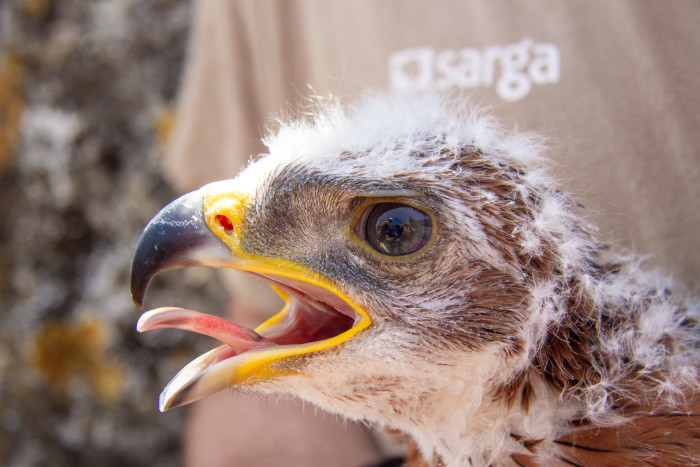 Primer plano del pollo "Jalón" durante su marcaje con GPS. Actualmente este ejemplar se mueve entre las provincias de Sevilla y Cádiz.