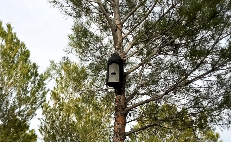 Caja nido para murciélagos instalado por GREFA en un pino carrasco de Tembleque (Toledo).