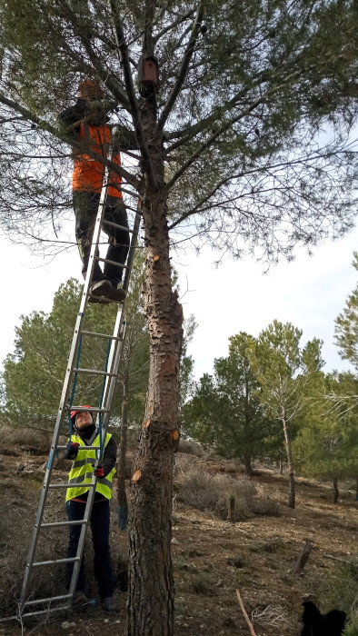 Instalación de una caja nido para pequeñas aves insectívoras forestales en el Tembleque.